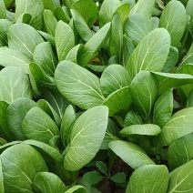 【精品】安徽小油菜，大量现货保质保量，可发全国