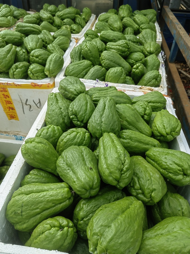 佛手瓜，湛江货