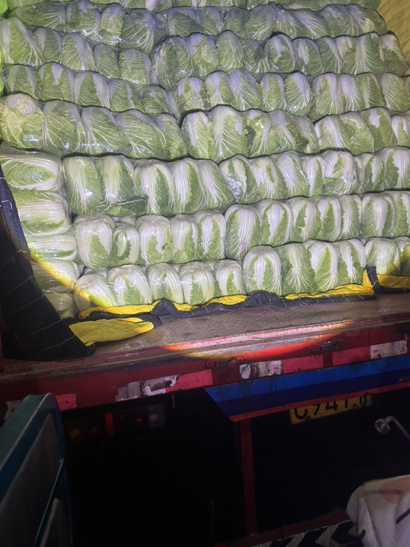 精品大白菜，大量有货。