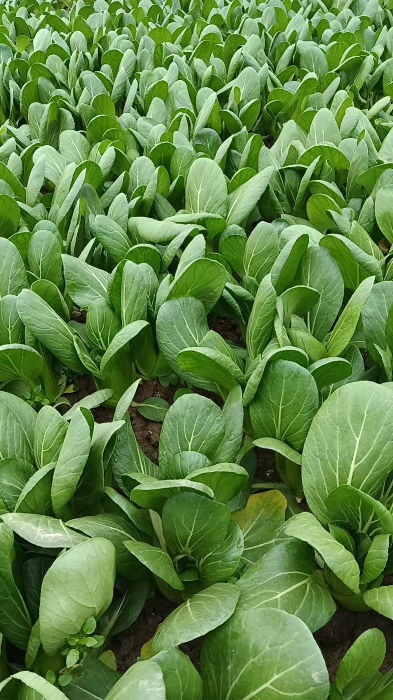 【精品】安徽小油菜，大量现货保质保量，可发全国