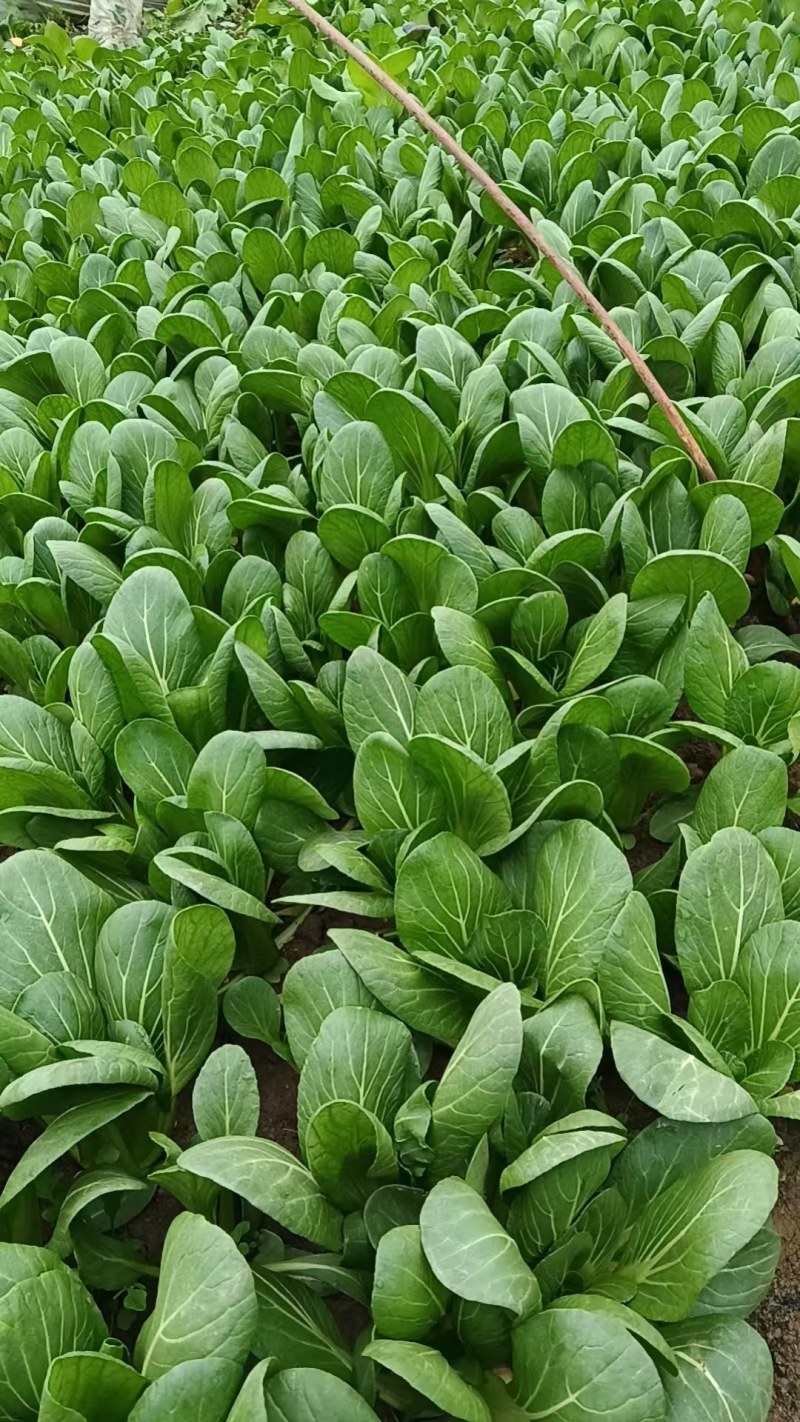 【精品】安徽小油菜，大量现货保质保量，可发全国