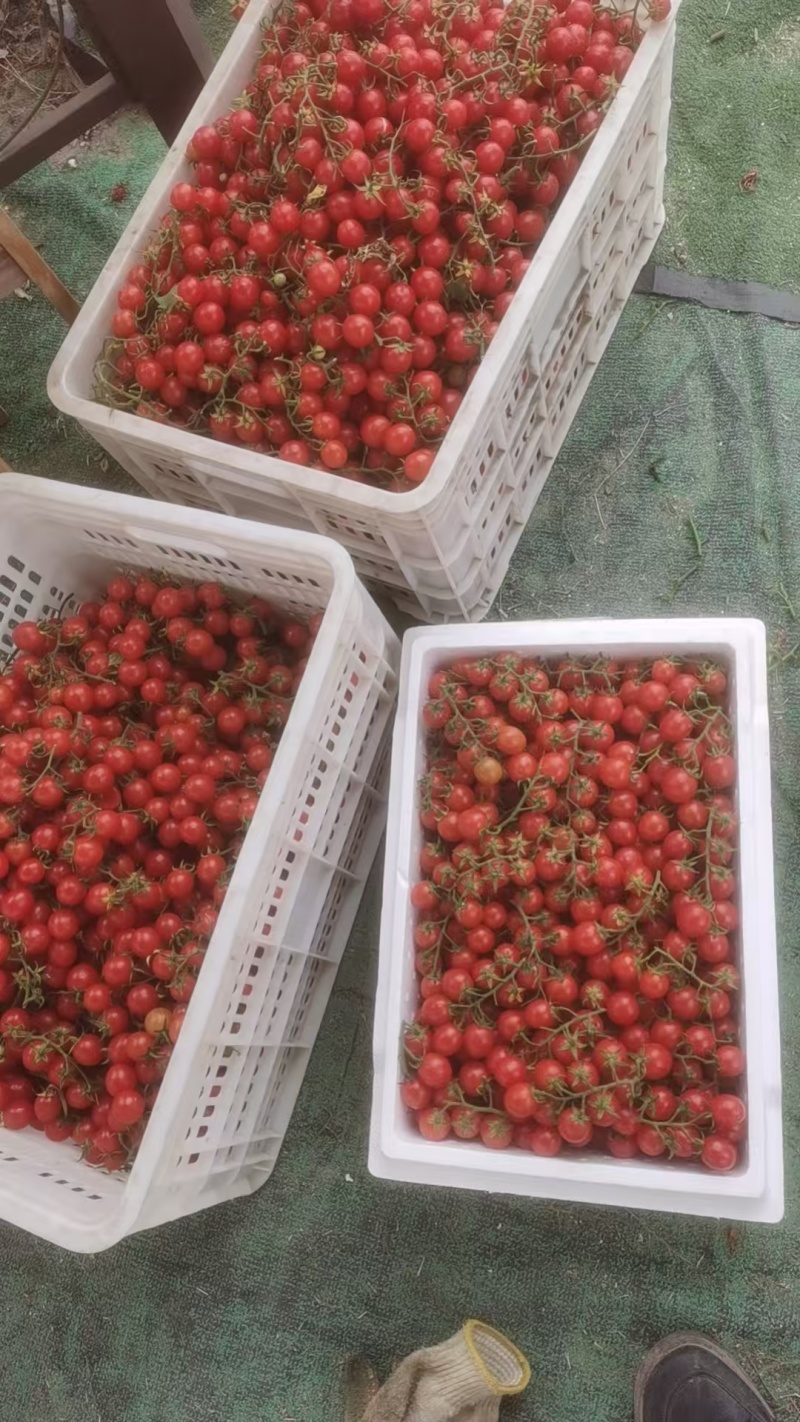 千禧圣女果产地大量上市口感番茄承接电商市场商超