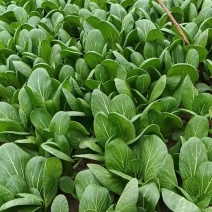 安徽小油菜，上海青，精品货源一手供应，量大质优