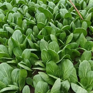 安徽小油菜,上海青,精品货源一手供应,量大质优