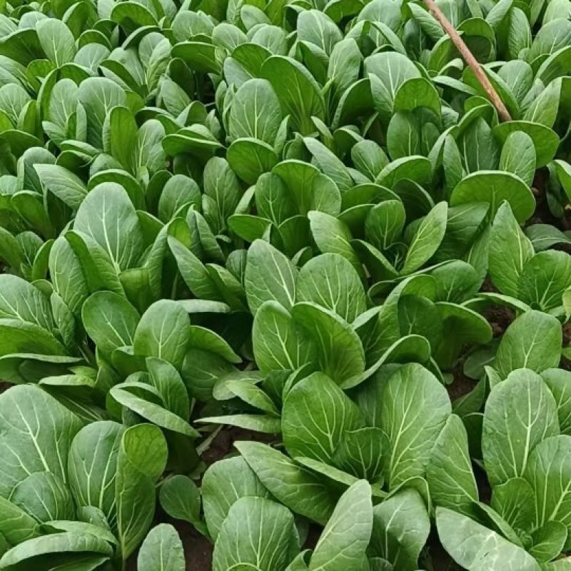 安徽小油菜，上海青，精品货源一手供应，量大质优