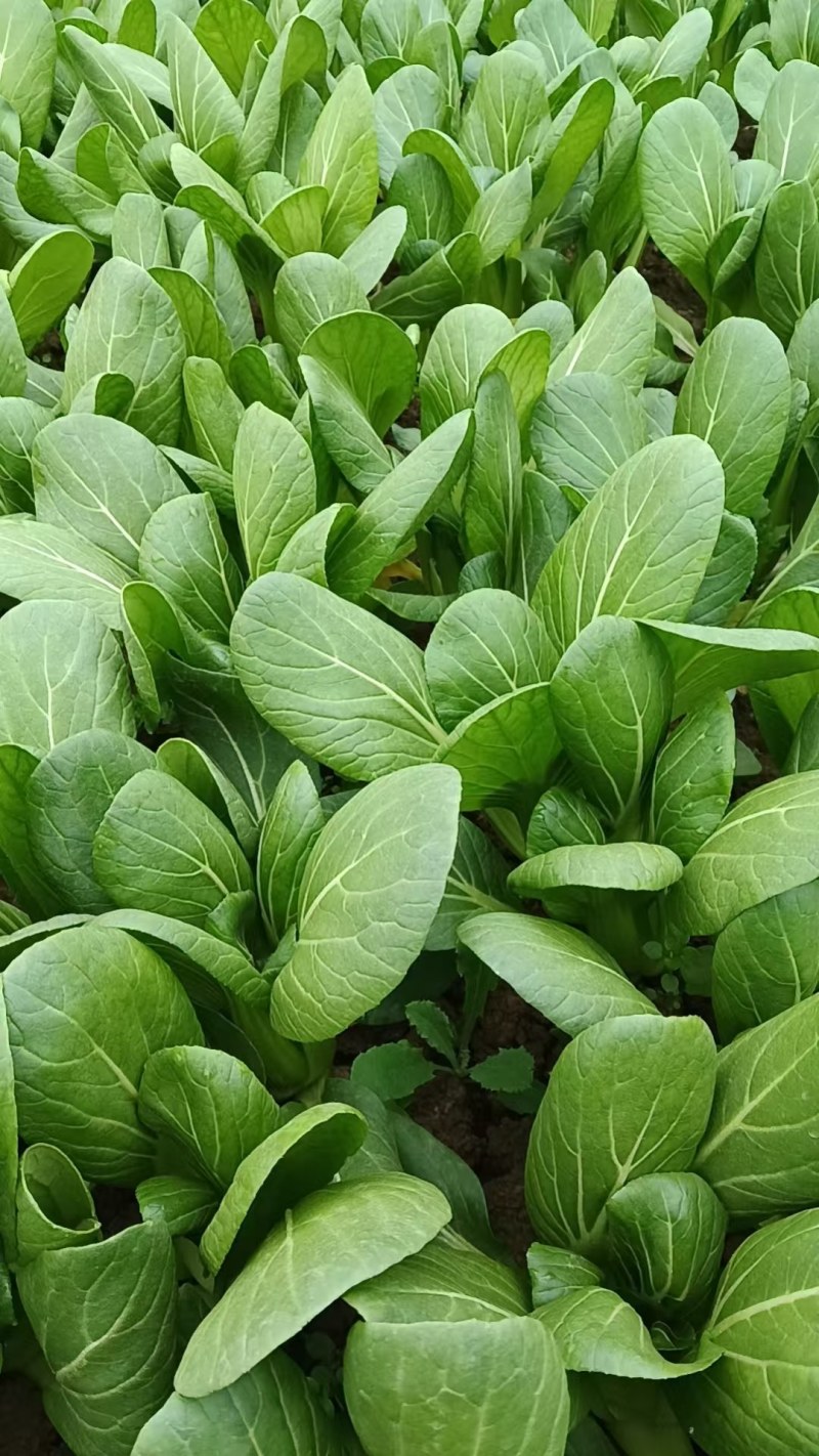 安徽小油菜，上海青，精品货源一手供应，量大质优