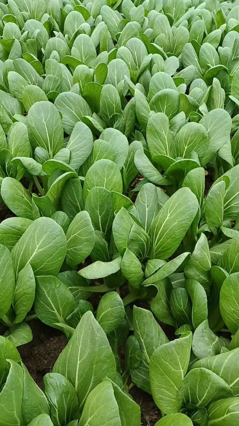 安徽小油菜，上海青，精品货源一手供应，量大质优