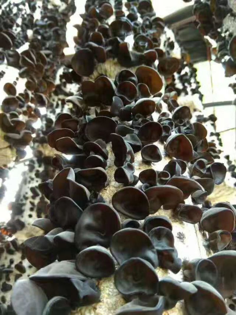 精品秋木耳碗耳老鼠耳，东北发货正宗黑木耳