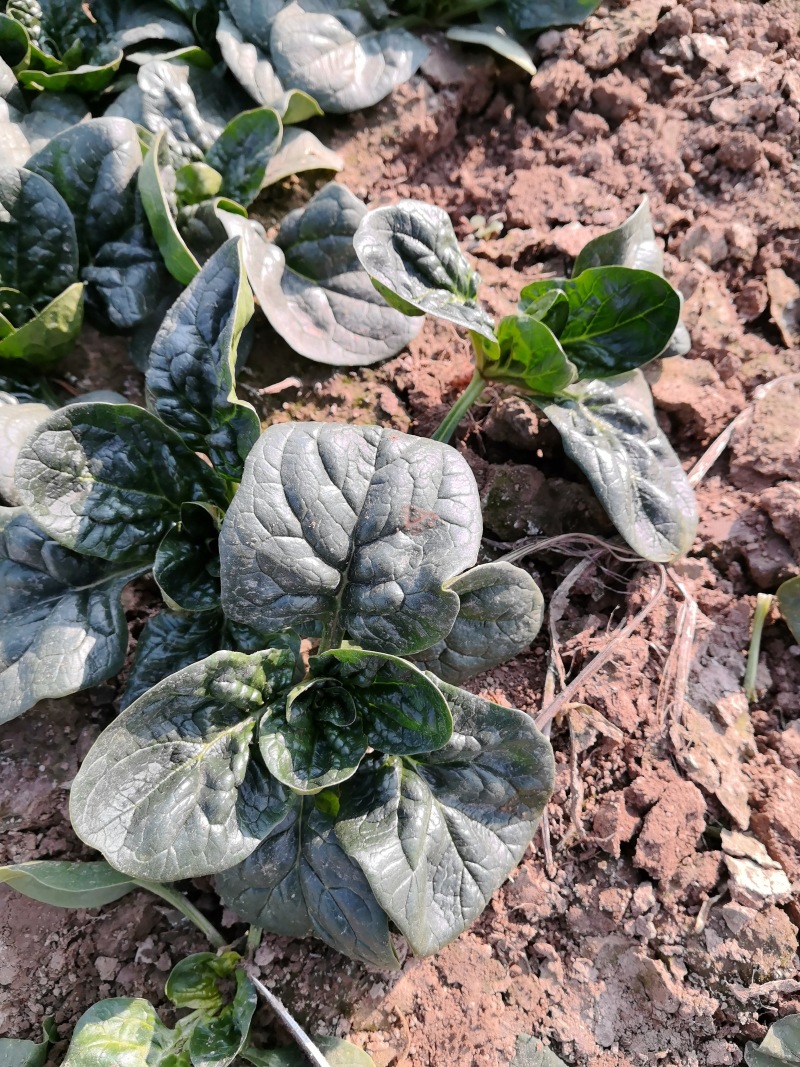 河南趴地菠菜真正的趴地菠菜
