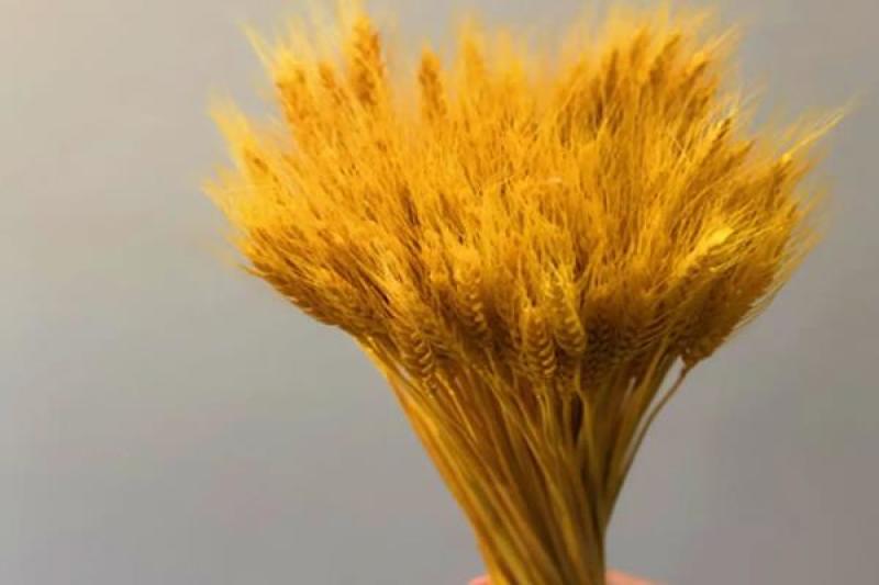 麦穂干花欢迎老板选购260一件