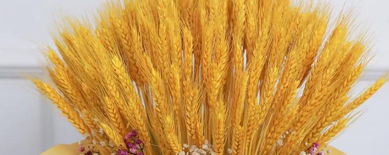 麦穂干花欢迎老板选购260一件