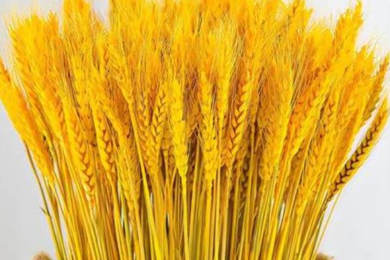 麦穂干花欢迎老板选购260一件