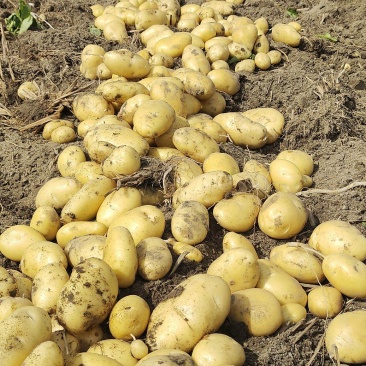 广东新鲜土豆大量上市