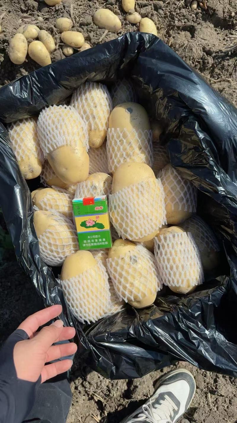 广东新鲜土豆大量上市