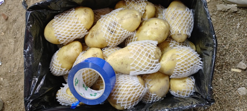广东新鲜土豆大量上市