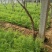 衡水饶阳新鲜茴香茎粗叶嫩香味浓欢迎来电咨询