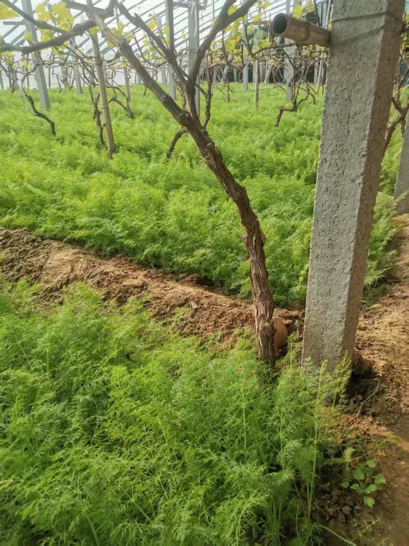 衡水饶阳新鲜茴香茎粗叶嫩香味浓欢迎来电咨询