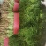 衡水饶阳新鲜茴香茎粗叶嫩香味浓欢迎来电咨询