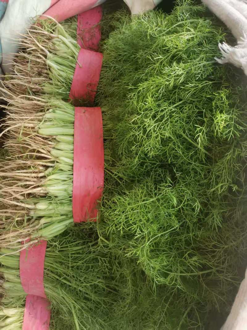 衡水饶阳新鲜茴香茎粗叶嫩香味浓欢迎来电咨询