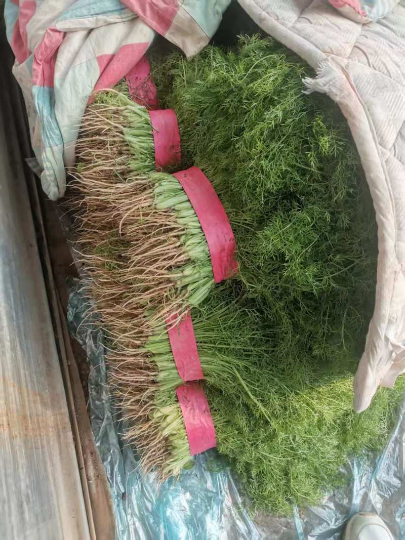衡水饶阳新鲜茴香茎粗叶嫩香味浓欢迎来电咨询