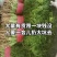衡水饶阳新鲜茴香茎粗叶嫩香味浓欢迎来电咨询
