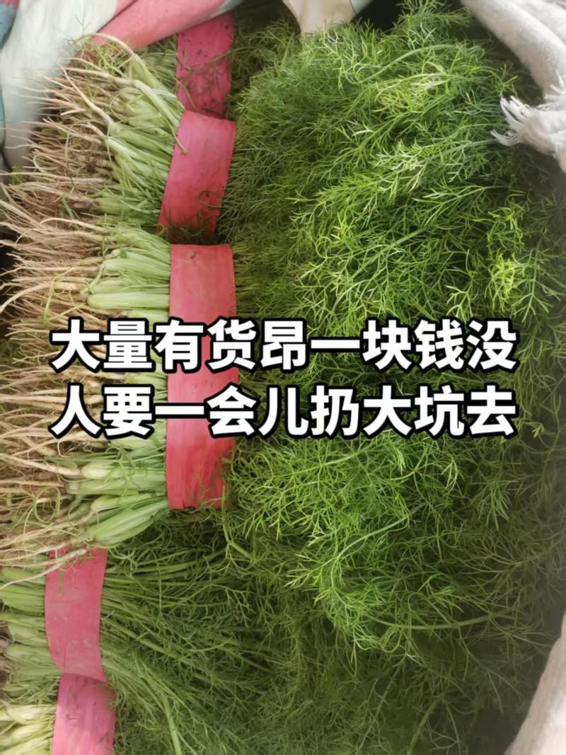 衡水饶阳新鲜茴香茎粗叶嫩香味浓欢迎来电咨询