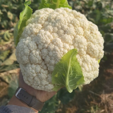鲜花菜上市精品松花菜菜花青更白面有机花小米粒