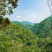 云南勐海布朗山普洱茶