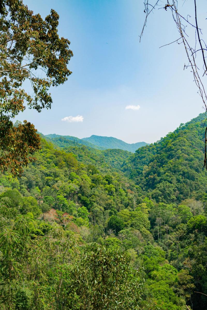 云南勐海布朗山普洱茶