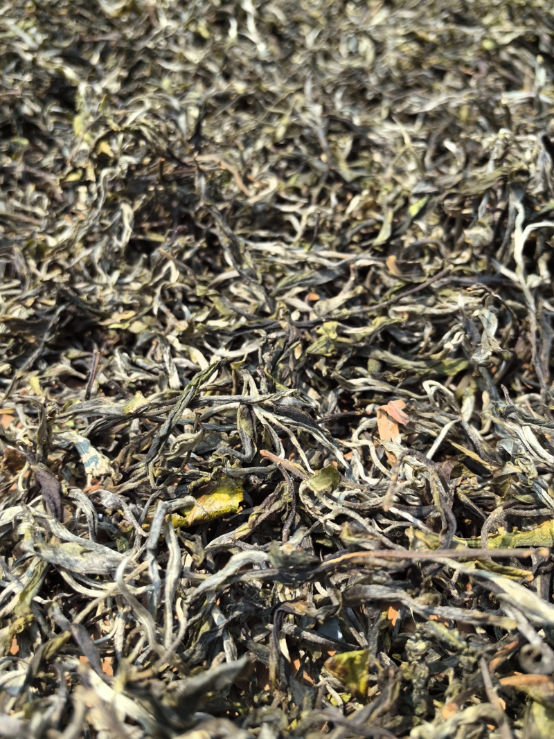 云南勐海布朗山普洱茶