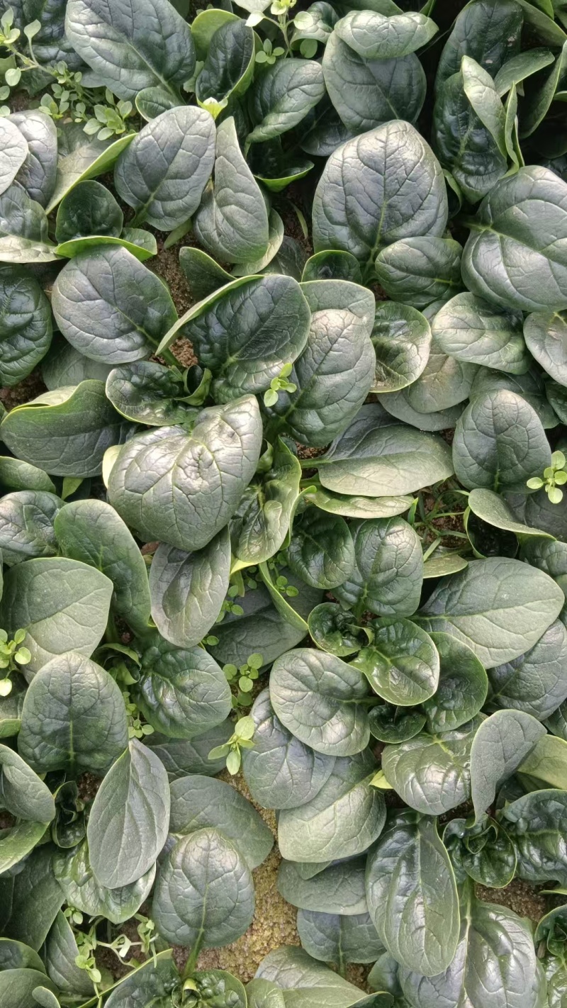趴地菠菜产地直采一手货源大量现货供应超市电商批发市场