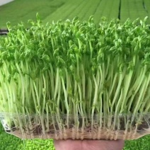 豌豆苗，水培芽苗菜豌豆苗