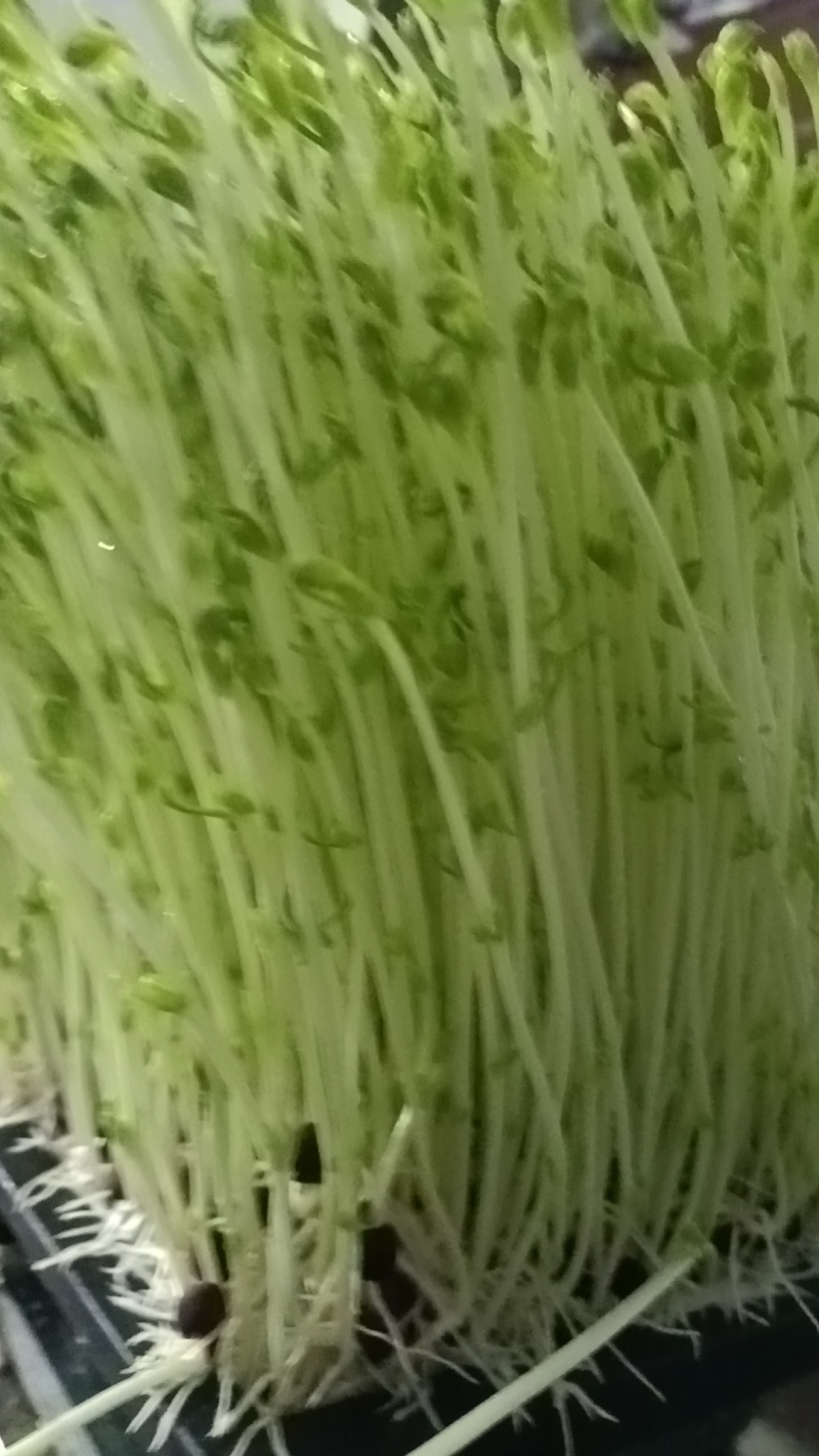 豌豆苗，水培芽苗菜豌豆苗