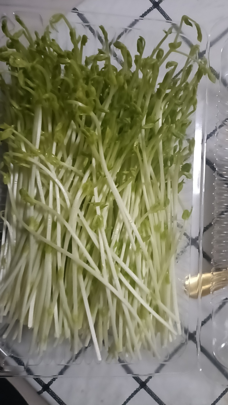 豌豆苗，水培芽苗菜豌豆苗