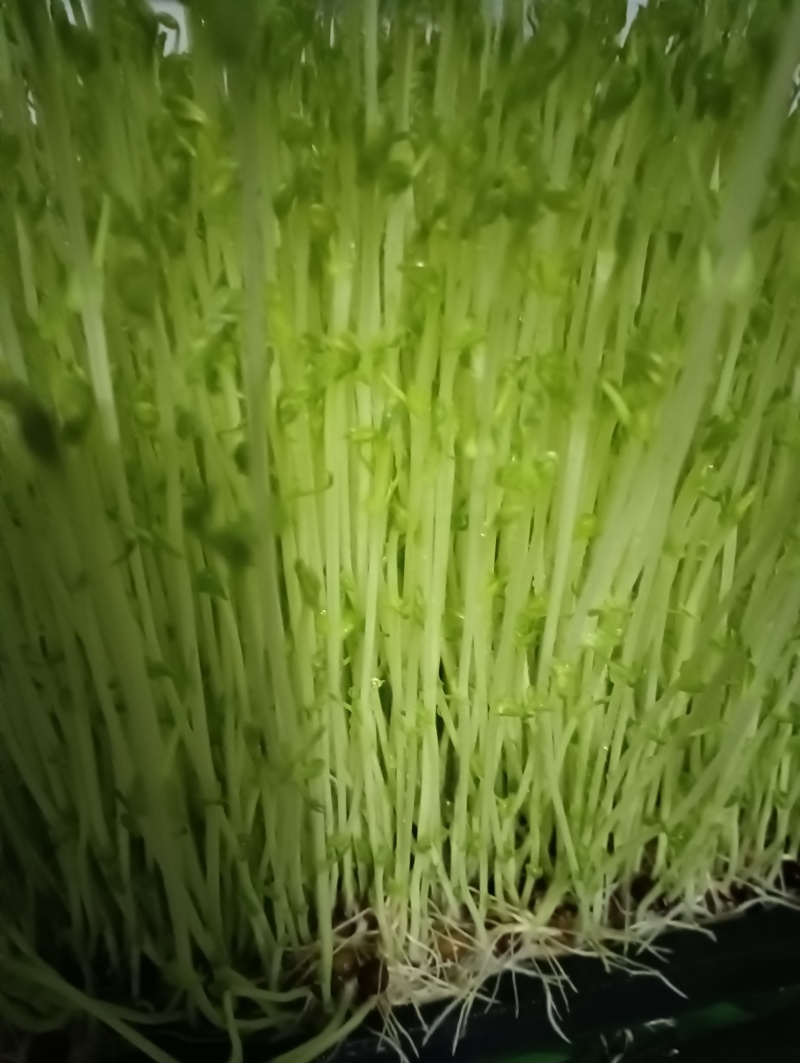 豌豆苗，水培芽苗菜豌豆苗