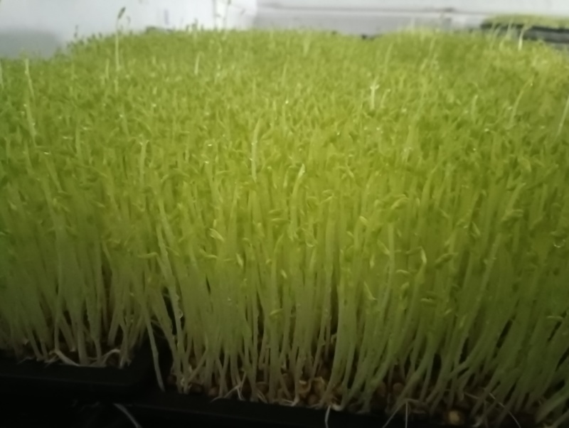 豌豆苗，水培芽苗菜豌豆苗