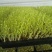 豌豆苗，水培芽苗菜豌豆苗