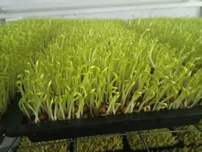 豌豆苗，水培芽苗菜豌豆苗