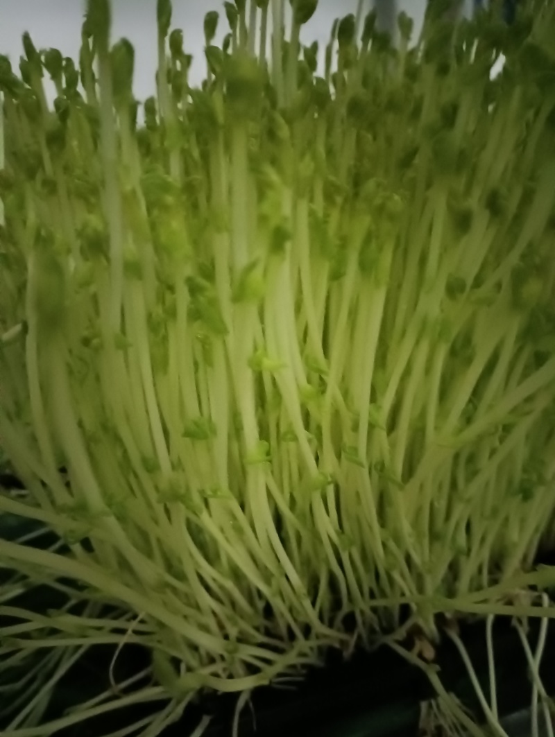 豌豆苗，水培芽苗菜豌豆苗