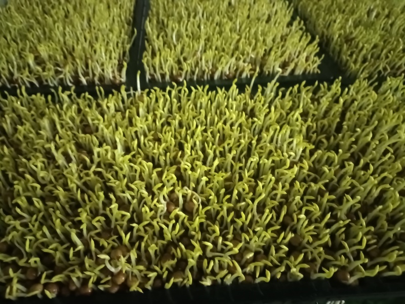 豌豆苗，水培芽苗菜豌豆苗