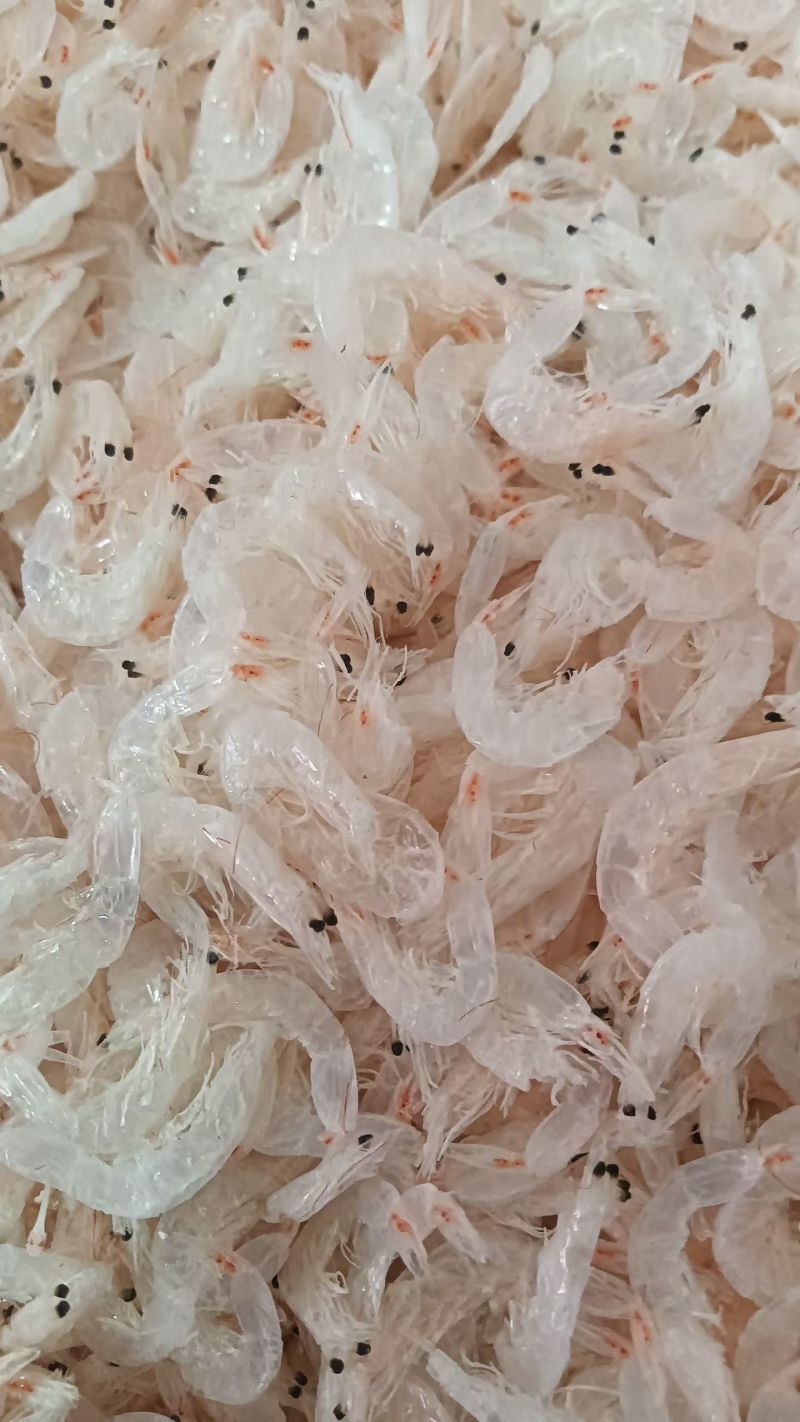 东海区特产纯干淡虾皮
