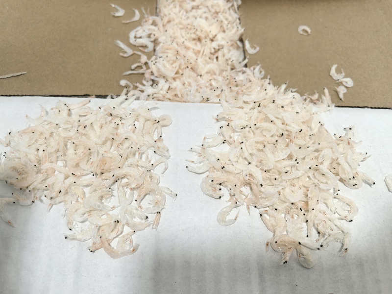 东海区特产纯干淡虾皮