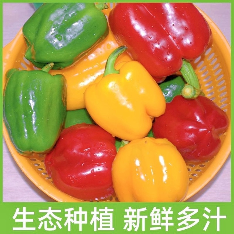 寿光甜椒水果辣椒可生吃对接全国产地直供价格实惠