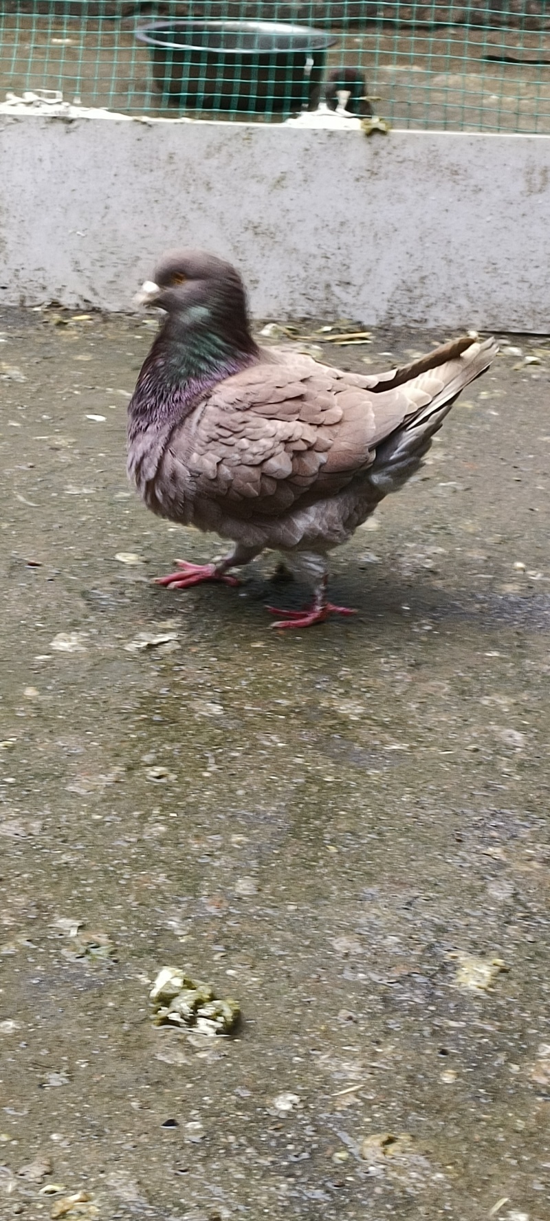 鸽子