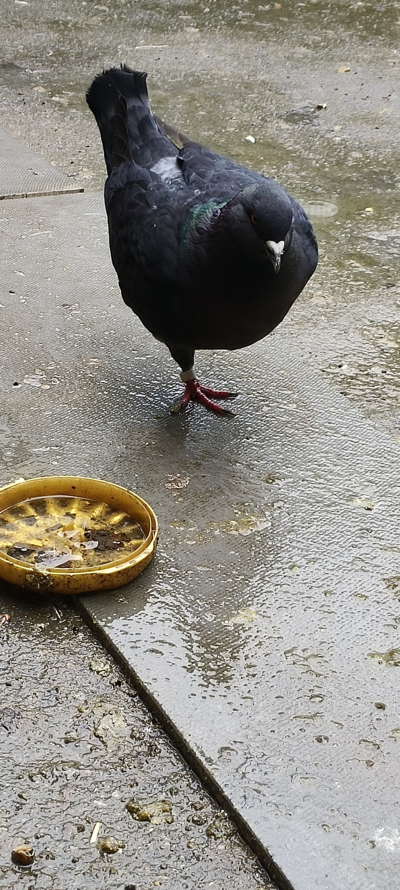 鸽子
