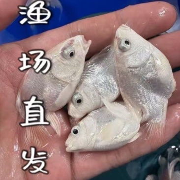 观赏鱼蝴蝶鲤3-4厘米，普身跟球体白色