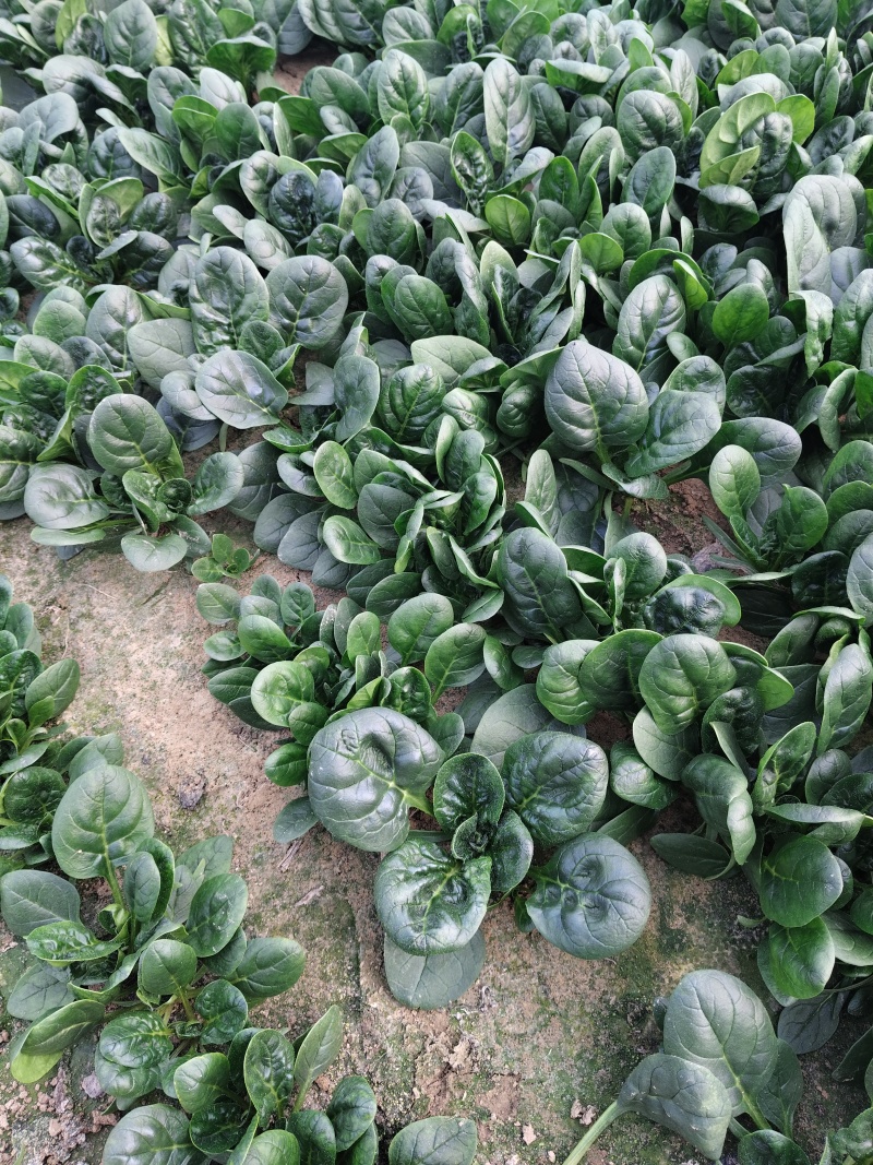 小棵波菜大量上市了。欢迎新老客户前来购买。保证质量。