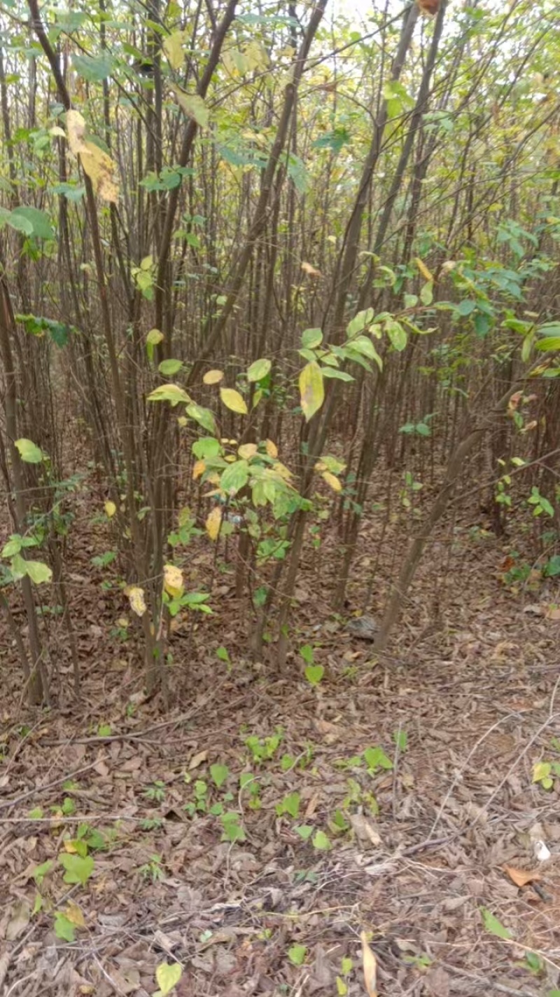 朴树小苗