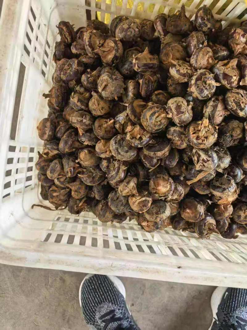现挖马蹄电商一件发货抖音～拼多多24小时揽收发货