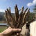 阿坝干当归藏当归甜当归干当归当归